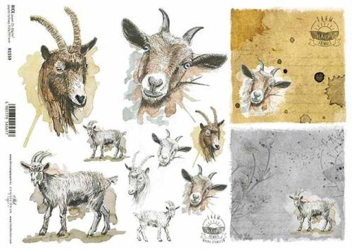 feedbf06ecc0ead3645ea015f73a473f