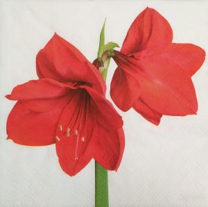 Serwetka STEWO 1 sztuka - Amarylis