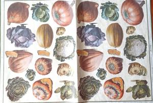 Papier soft 50x70cm warzywa